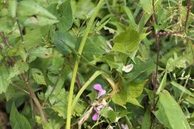 Image result for Dolichos trilobus