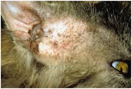 Ada dua jenis kotoran telinga, yaitu kotoran telinga kering (keras) dan basah (lunak). 12 Penyakit Kulit Pada Kucing Persia Yang Penting Untuk Diketahui