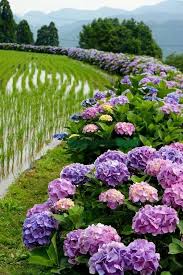 Hydrangeas And Rice Paddy Fields Hydrangea Garden Beautiful Hydrangeas Beautiful Flowers