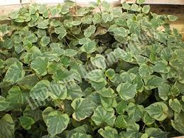 Image result for Synadenium cameronii