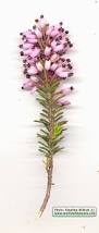 Image result for Erica kingaensis