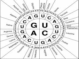 Amino Acid Chart Wheel Bedowntowndaytona Com