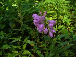 Purple flowering bush in virginia. Physostegia Virginiana False Dragon Head Obedient Plant Virginia Lions Heart North Carolina Extension Gardener Plant Toolbox