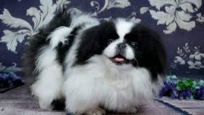 Pekingese reno, i have a female japanese pekingese with a black and white stripe who is very playful, and friendly with children. White Pekingese Dog Breed Information Pettime