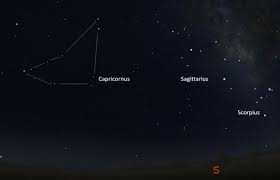 Image result for Dyschoriste capricornis