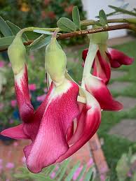 Image result for Sesbania tetraptera