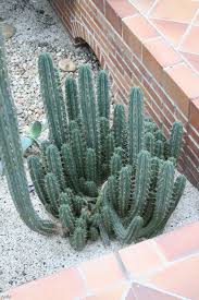In fact, some cacti species can survive for as long as two years without water supply. Cimora Wikipedia