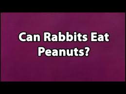 Peanuts are the perfect bar snack. Can Rabbits Eat Peanuts Youtube