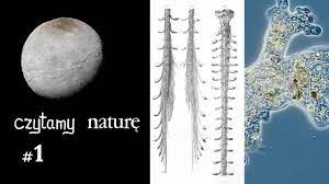 Rdzeń kręgowy w znacznej części budują włókna nerwowe, które. Czytamy Nature 1 Charon Rdzen Kregowy Ameby Youtube