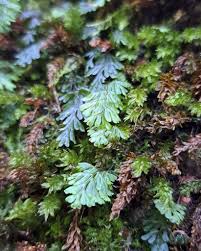Image result for Hymenophyllum splendidum