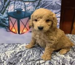 Most cockapoo puppies and dogs do extremely well with children. Cockapoo Puppies In Iowa For Sale Top 5 Breeders 2021 We Love Doodles