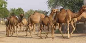 They can swim in water. National Research Centre On Camel Bikaner Entry Fee Visit Bikaner
