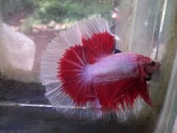 Ikan cupang adalah ikan air tawar yang habitat asalnya adalah beberapa negara di asia tenggara, antara lain indonesia, thailand, malaysia. Jual Ikan Cupang Halfmoon Merah Putih Super Tidak Termasuk Toples Ikan Hias Di Lapak Vaporex Bukalapak