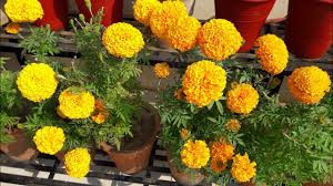 What kind of fertilizer makes flowers bloom? Best Flower Booster Fertilizer For Winter Flowering Plants How To Get More Flowers Youtube