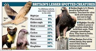 Incorrect listings of extinct animalsedit. Pine Marten Spotted In Shropshire England For First Time In A Century Daily Mail Online