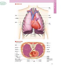 It is the chief antigravity muscle that aids in walking up stairs. 3d Human Anatomy Book Body Muscle Anatomy And Physiology With Picture Aliexpress