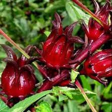 Gambar bunga rosella dan manfaatnya. Sulit Menstruasi Coba Teh Bunga Rosella Dan Rasakan Manfaatnya Lainnya Salatigaterkini Com