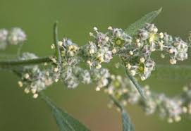 Image result for Chenopodiastrum