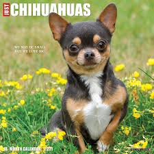 However, if you were to adopt a puppy from a reputable breeder, then it's best to budget about $450 to $1,300, with females costing a few hundred more than males. Just Chihuahuas 2021 Wall Calendar Dog Breed Calendar Willow Creek Press 0709786055593 Amazon Com Books