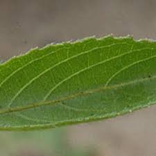 Image result for Duosperma quadrangulare