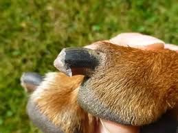 Different varieties of grinders are available in the market. How Soon After Clipping Can You Clip A Dog S Nails Further I E How Quickly Do The Blood Vessels Recede Quora