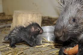 The Ultimate Collection Of Baby Porcupine Pictures Baby Animals Cute Baby Animals Baby Porcupine