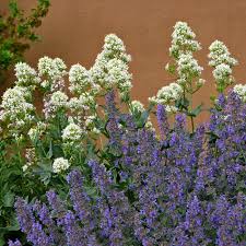 These carefree mediterranean natives are blanketed with flowers from spring into early summer and often sporadically at other times of the year. Growing Catmint Nepeta Pick The Best And Enjoy The Show High Country Gardens