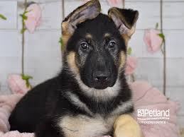 Aggressive german shepherd/ husky puppy. German Shepherd Puppies Petland Independence Mo