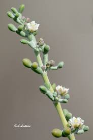 Image result for Zygophyllum simplex