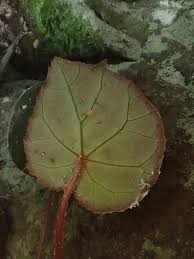 Image result for Begonia scutifolia