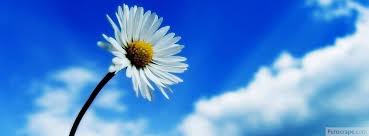 Flower Facebook Cover Flower Fb Cover White Flower Wallpaper Amazing Nature Photography Beautiful Sky