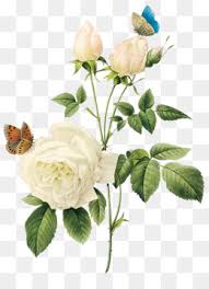 173,000+ vectors, stock photos & psd files. White Roses Png Small White Roses White Roses Corner White Roses Line White Roses Clip Rt White Roses Corner Border Cleanpng Kisspng