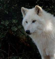 Siberian Wolf Animals Beautiful Wolf Love Majestic Animals