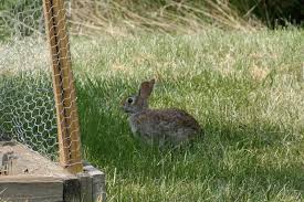 This tendency is exaggerated because a gate. Rabbit Proof Garden Fencing Lovetoknow
