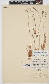 Image result for Diheteropogon filifolius