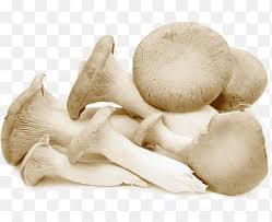 We did not find results for: Pleurotus Eryngii Png Images Pngegg