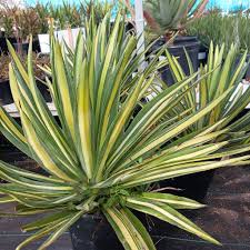 Image result for Agave sisalana
