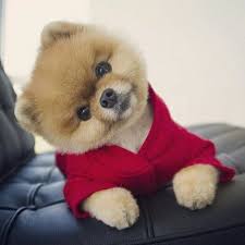 Gunaydin Gutenmorgen Gunaydin Gutenmorgen Susse Tiere Supersusser Welpe Niedliche Tierbabys