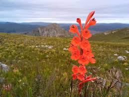 Image result for Vernonia schlechteri