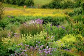 Noel Kingsbury Planting Design With Perennials