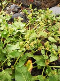 Image result for Persicaria hystricula