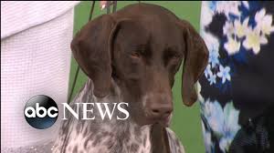 German shorthaired pointer puppies cincinnati ohio. German Shorthaired Pointer Wins Best In Show At Westminster Youtube