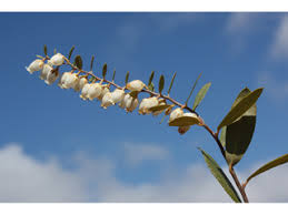 Image result for Chamaeclitandra