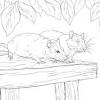 The mole rat coloring pages also available in pdf file that you can download for free. 1