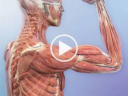 Bone structure of human hand with veins. Https Www Uc Edu Content Dam Uc Ce Images Olli Page 20content The 20skeletal 20system Pdf