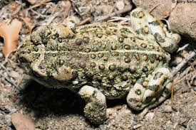 Identifying California Frogs And Toads