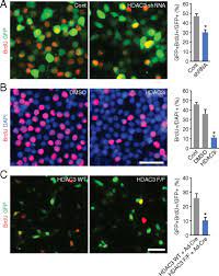 Hdac3 Controls Gap 2 Mitosis Progression In Adult Neural Stem Progenitor Cells By Regulating Cdk1 Levels Pnas
