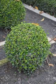 Green Carmona Retusa Plants In Nature Garden Stock Photo Picture And Royalty Free Image Image 64978201