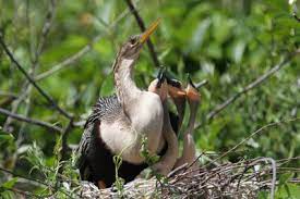 Wann Bauen Vogel Ihre Nester Brutverhalten Von Einheimischen Vogeln