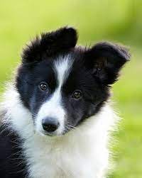 Pin By Tom Ferrier On Animals Dogs Border Collie Border Collie Puppies Collie